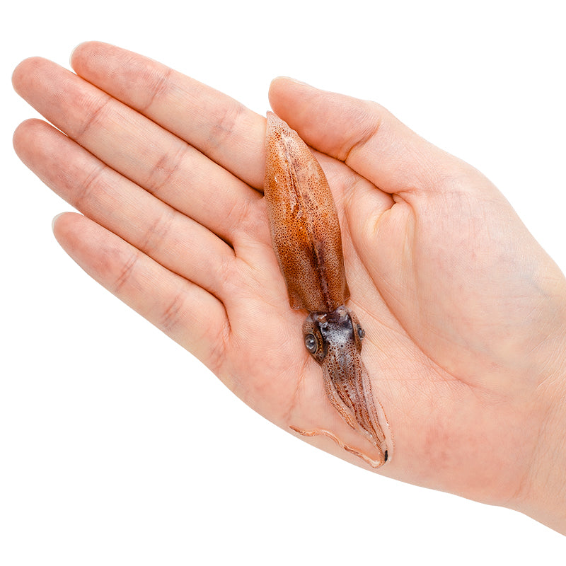 送料無料 高級グレード 生ホタルイカ ほたるいか 20尾 約150g お刺身OK!新物ほたるいか。富山産ほたるいかは大きくぷりぷりの食感!【いか イカ 蛍烏賊 刺身 烏賊 豊洲市場 ギフト】