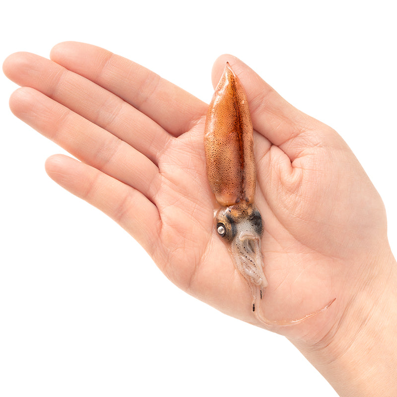 送料無料 高級グレード 生ホタルイカ ほたるいか 120尾 12尾(約120g)×10パック お刺身OK!新物ほたるいか。富山産ほたるいかは大きくぷりぷりの食感!【いか イカ 蛍烏賊 刺身 烏賊 豊洲市場 ギフト】