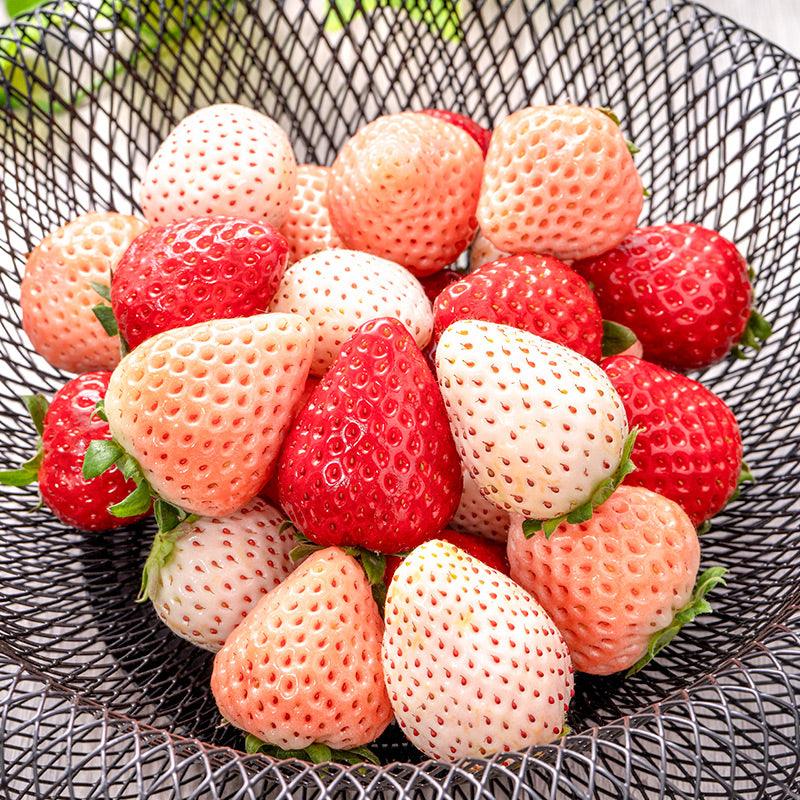 いちご3種食べ比べセット 250g×4パック 合計1kg 1箱 2パック入り 古都華 淡雪 パールホワイト アソート いちご イチゴ 苺 化粧箱入り 大粒 フルーツ 果物 ギフト 贈答 お取り寄せ 市場直送 クール便 豊洲市場 青果