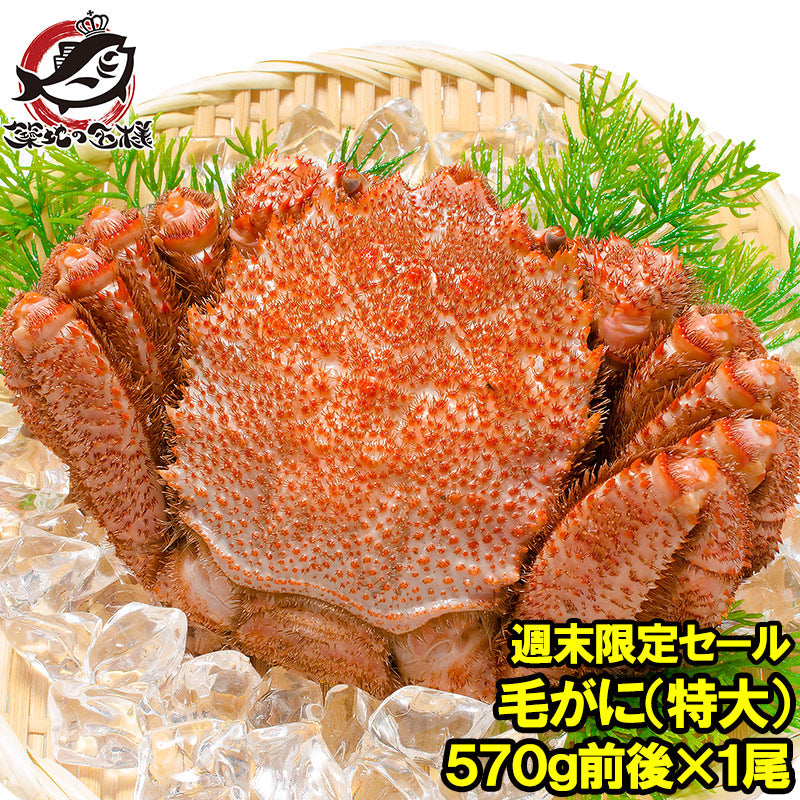 週末限定セール 特大 毛ガニ 毛蟹 浜茹で毛がに姿 平均570g前後×1尾 ボイル 冷凍 北海道産 最高級 堅蟹 身もカニ味噌もぎっしり 築地の正規品堅ガニ かに カニ 蟹 カニ鍋 かに味噌 ギフト
