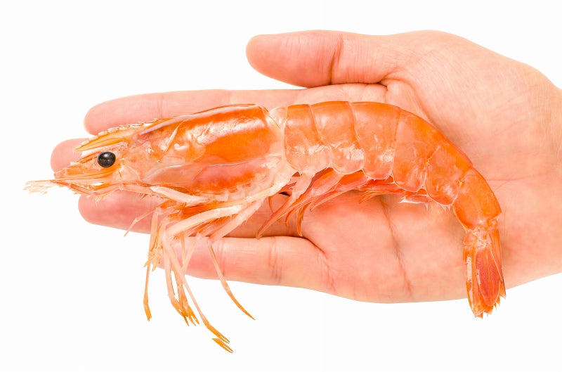 赤海老 4kg 特大L2 40〜60尾 業務用2kg×2箱・4kg お刺身用赤えび。ぼたん海老を超える希少な超特大 大きくプリプリの赤海老は甘みが違う。【赤えび 赤エビ あかえび アカエビ アルゼンチン 寿司 バーベキュー BBQ】