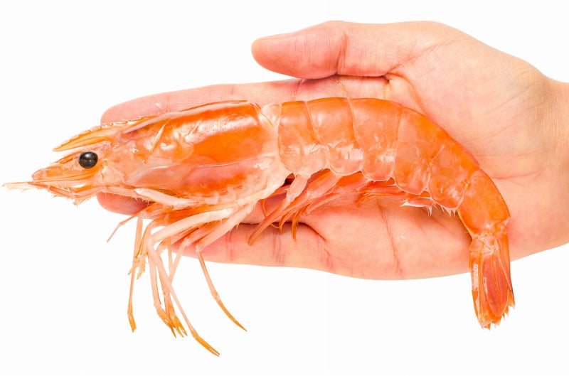 赤海老 4kg 超特大L1 20〜40尾 業務用2kg×2箱・4kg お刺身用赤えび。ぼたん海老を超える希少な超特大 大きくプリプリの赤海老は甘みが違う。【赤えび 赤エビ あかえび アカエビ アルゼンチン 寿司 バーベキュー BBQ】