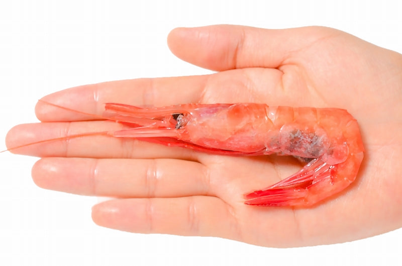 【週末限定セール】送料無料 甘海老 甘エビ 1kg お刺身用 大きい2Lサイズ 45尾前後 業務用 メガ盛り 10人前。船上で瞬間冷凍なので鮮度抜群 【あまエビ 甘海老 甘エビ 甘えび あまえび アマエビ 海老 エビ 刺身 バーベキュー】