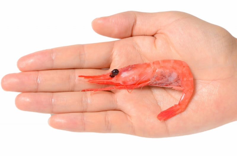 【週末限定セール】甘海老 甘エビ 甘えび 1kg 90〜120尾前後 業務用 お刺身用 メガ盛り10人前 船上冷凍で鮮度抜群【あまエビ あまえび アマエビ 海老 エビ 豊洲 刺身 バーベキュー ギフト