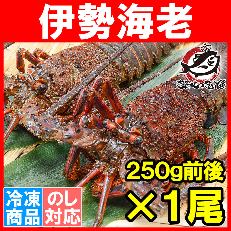 送料無料 伊勢海老 国産伊勢海老250g前後×1尾 【伊勢海老 刺身 伊勢えび 伊勢エビ イセエビ いせえび 味噌汁 伊勢海老汁 ロブスター BBQ バーベキュー ギフト】