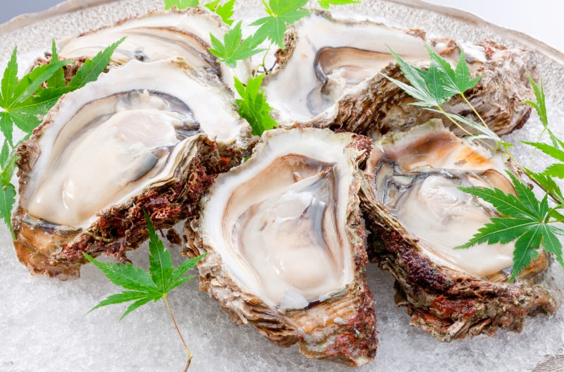 生牡蠣 殻付き 生食用カキ 6個入り 冷凍殻付き牡蠣 生食用 新製法で冷凍なのに生食可能な殻付き牡蠣で濃厚な風味 冷凍 生ガキ かき カキ 牡蛎 焼き牡蠣 バーベキュー 牡蠣鍋 カキフライ 牡蠣フライ 豊洲市場 ギフト