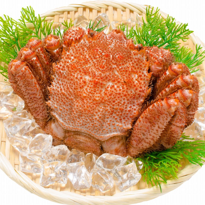 週末限定セール 特大 毛ガニ 毛蟹 浜茹で毛がに姿 平均570g前後×1尾 ボイル 冷凍 北海道産 最高級 堅蟹 身もカニ味噌もぎっしり 築地の正規品堅ガニ かに カニ 蟹 カニ鍋 かに味噌 ギフト