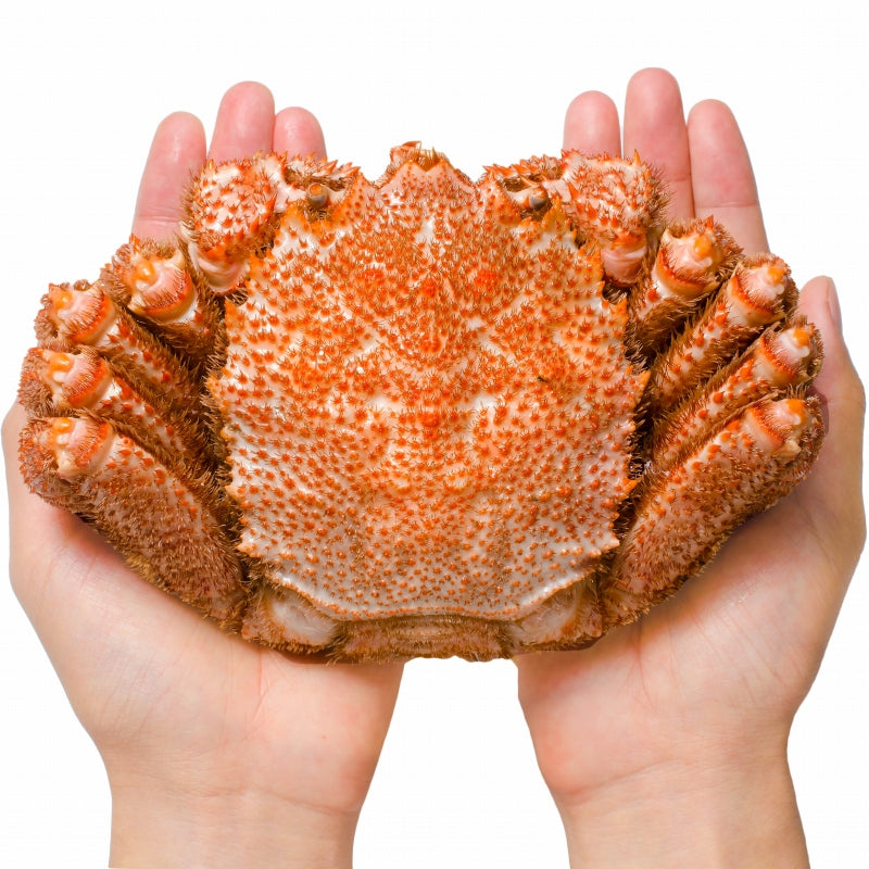 週末限定セール 特大 毛ガニ 毛蟹 浜茹で毛がに姿 平均570g前後×1尾 ボイル 冷凍 北海道産 最高級 堅蟹 身もカニ味噌もぎっしり 築地の正規品堅ガニ かに カニ 蟹 カニ鍋 かに味噌 ギフト