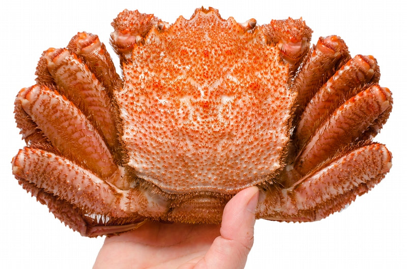 毛ガニ 毛蟹 浜茹で毛がに姿 平均400g前後×2尾 ボイル 冷凍 北海道産 最高級 堅蟹 身もカニ味噌もぎっしり 豊洲の正規品堅ガニ【かに カニ 蟹 カニ鍋 かに味噌 豊洲市場 ギフト】
