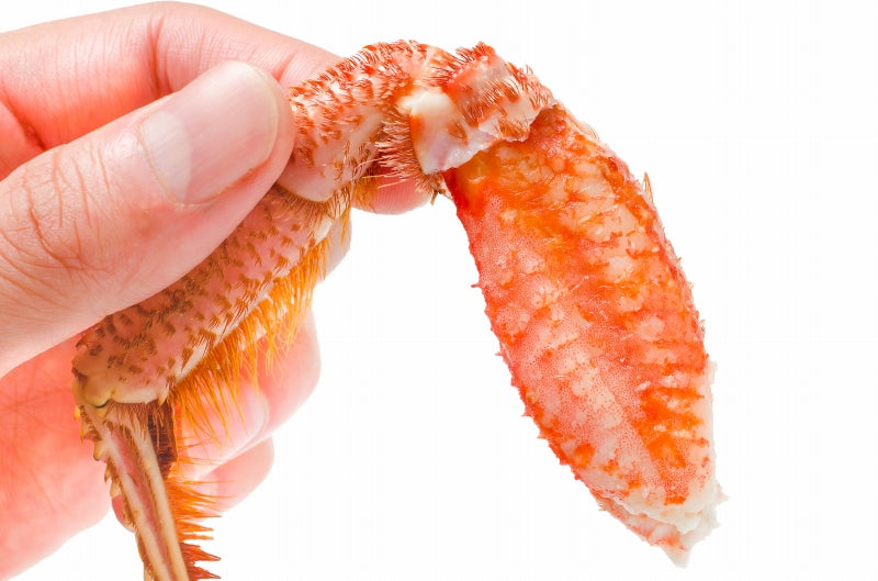 週末限定セール 特大 毛ガニ 毛蟹 浜茹で毛がに姿 平均570g前後×1尾 ボイル 冷凍 北海道産 最高級 堅蟹 身もカニ味噌もぎっしり 築地の正規品堅ガニ かに カニ 蟹 カニ鍋 かに味噌 ギフト