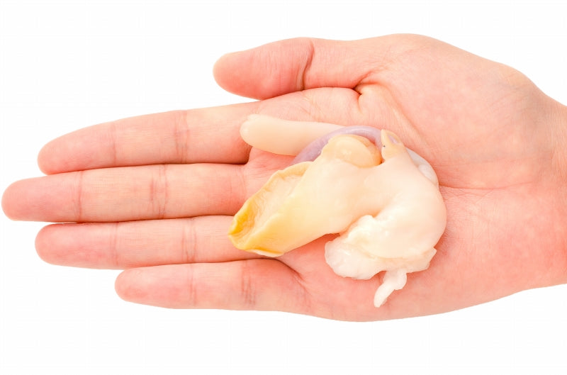 真つぶ貝 生食用ツブ貝 500g 殻むき生冷凍のお刺身用 たっぷり食べるならかなりお得 【つぶ ツブ つぶ貝 ツブ貝 バイ貝 ばい貝 刺身 寿司 豊洲】