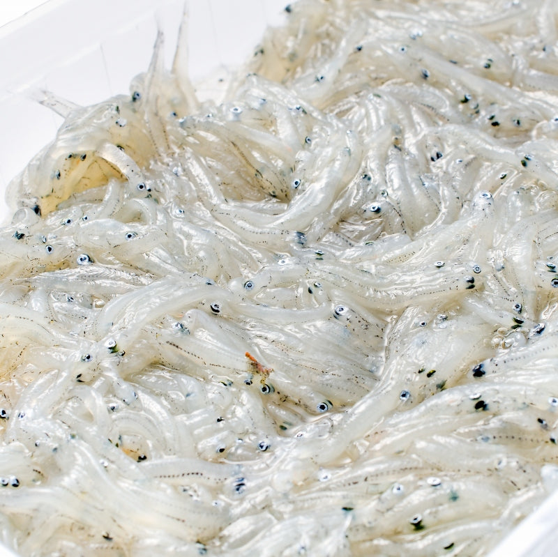 送料無料 生しらす 生シラス500g 100g×5パック 8〜10人前 超新鮮な無添加の国産天然生しらす 極上の生しらす丼をご家庭で。【冷凍生しらす 生シラス丼 駿河湾産 江ノ島 鎌倉 静岡産】