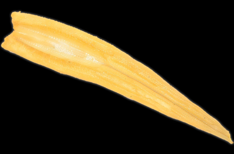 送料無料 やわらか煮穴子 超特大30cm前後 2尾 220g ふんわり柔らか穴子!【穴子 あなご アナゴ 煮あなご 煮アナゴ 煮穴子 穴子丼 あなご丼 寿司ねた アナゴ箱飯 穴子1本握り 蒲焼き 江戸前寿司 ギフト】