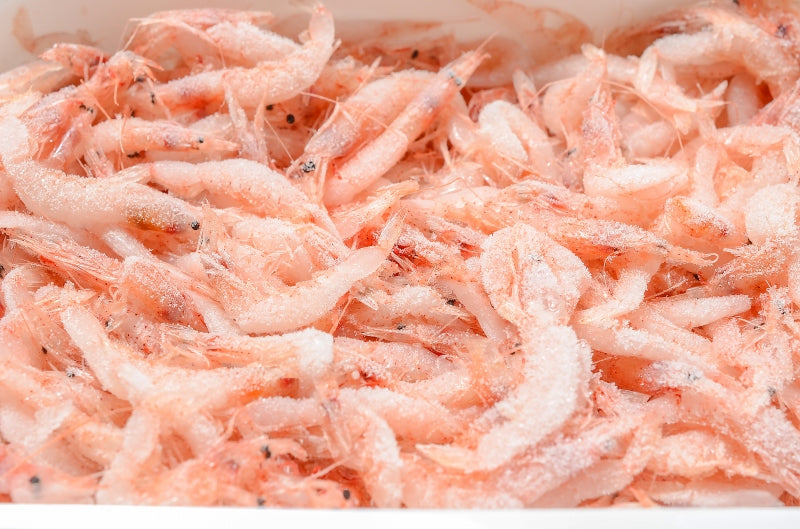送料無料 桜えび お刺身用生桜エビ1kg 台湾産 冷凍桜海老 業務用メガ盛り。ご家庭で桜エビをたっぷりと 【桜えび 桜エビ 桜海老 さくらえび サクラエビ 豊饒の海 華さくら 豊洲市場 刺身 海鮮丼】