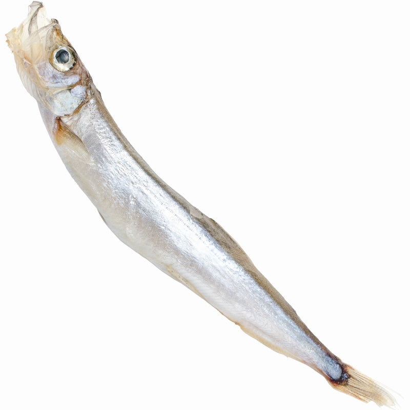 送料無料 子持ちししゃも 子持ちからふとししゃも 大サイズ 1箱20尾 ×3箱 業務用 【ししゃも シシャモ 樺太シシャモ カラフトシシャモ ノルウェー産 子持ちししゃも 柳葉魚 カルシウム 焼魚 食べる小魚 酒の肴 豊洲市場 豊洲市場 ギフト】