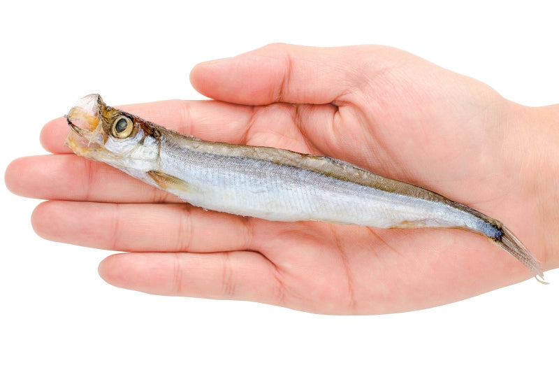 送料無料 子持ちししゃも 子持ちからふとししゃも 大サイズ 1箱20尾 ×3箱 業務用 【ししゃも シシャモ 樺太シシャモ カラフトシシャモ ノルウェー産 子持ちししゃも 柳葉魚 カルシウム 焼魚 食べる小魚 酒の肴 豊洲市場 豊洲市場 ギフト】