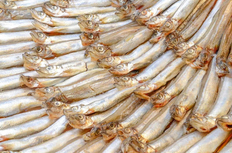 送料無料 訳あり ししゃも 子持ちシシャモ 業務用1kg 【樺太シシャモ カラフトシシャモ カペリン 柳葉魚 ノルウェー産 中国加工 ししゃもフライ 唐揚げ 訳アリ わけあり ワケアリ ギフトr