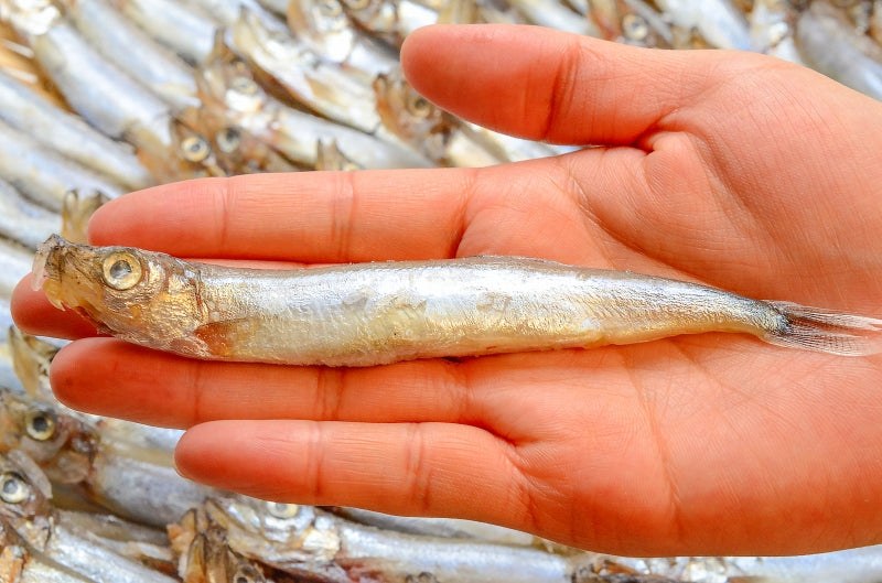 送料無料 訳あり ししゃも 子持ちシシャモ 業務用1kg 【樺太シシャモ カラフトシシャモ カペリン 柳葉魚 ノルウェー産 中国加工 ししゃもフライ 唐揚げ 訳アリ わけあり ワケアリ ギフトr
