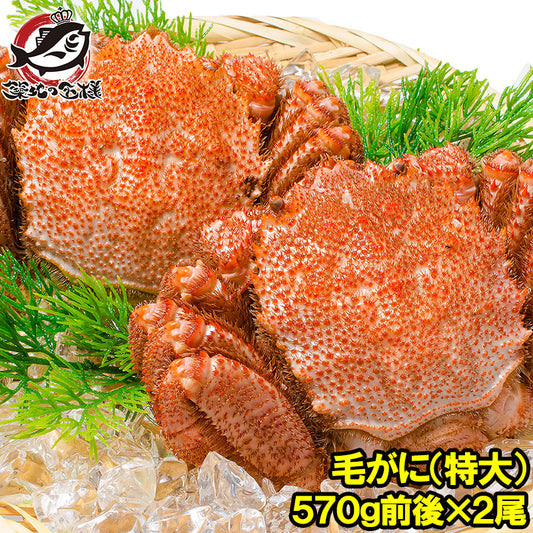 特大 毛ガニ 毛蟹 浜茹で毛がに姿 平均570g前後×2尾 ボイル 冷凍 北海道産 最高級 堅蟹 身もカニ味噌もぎっしり 豊洲の正規品堅ガニ【かに カニ 蟹 カニ鍋 かに味噌 豊洲市場 ギフト】