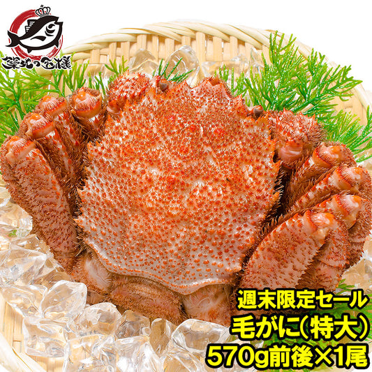 週末限定セール 特大 毛ガニ 毛蟹 浜茹で毛がに姿 平均570g前後×1尾 ボイル 冷凍 北海道産 最高級 堅蟹 身もカニ味噌もぎっしり 築地の正規品堅ガニ かに カニ 蟹 カニ鍋 かに味噌  ギフト