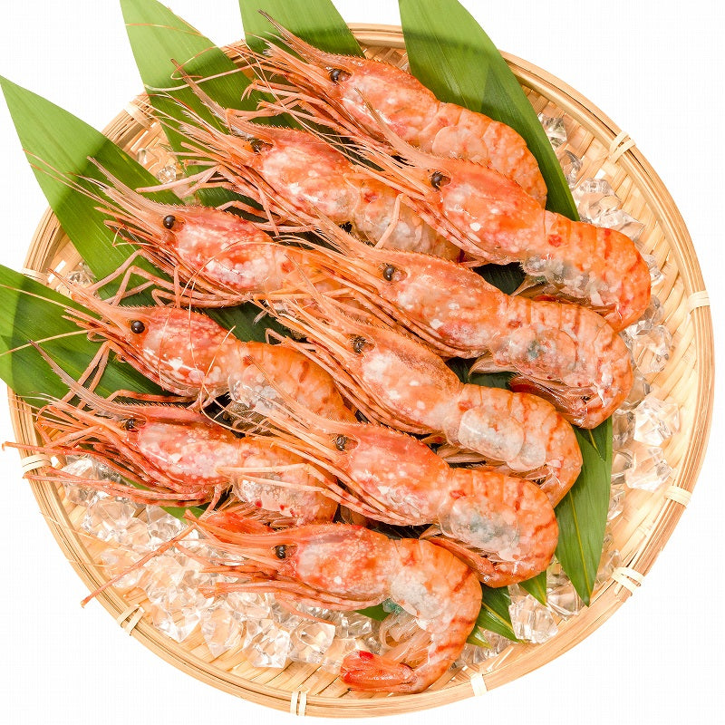 送料無料 ぼたん海老 業務用 500g お刺身用 ボタン海老 希少な特大Lサイズ。大きくトロけるボタン海老は甘みが違う。 箱入りで豪華ギフトにも最適【ぼたんえび ぼたんエビ ボタンエビ ボタンえび バーベキュー 築地市場 豊洲市場 ギフト】