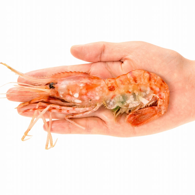 送料無料 ぼたん海老 業務用 500g お刺身用 ボタン海老 希少な特大Lサイズ。大きくトロけるボタン海老は甘みが違う。 箱入りで豪華ギフトにも最適【ぼたんえび ぼたんエビ ボタンエビ ボタンえび バーベキュー 築地市場 豊洲市場 ギフト】