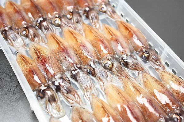 送料無料 生ホタルイカ ほたるいか 60尾 約150g×3パック お刺身ＯＫ！新物ほたるいか。シーズン最盛期！富山産ほたるいかは大きくぷりぷりの食感！【いか イカ ほたるイカ ほたるいか 蛍烏賊 刺身 烏賊 豊洲市場 豊洲市場 ギフト】