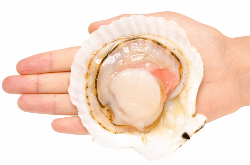 送料無料 ホタテ ほたて 特大 片貝ほたて 40枚 10枚×4袋 10〜11ｃｍの特大サイズ！北海道産のほたて貝【殻付きほたて 帆立 貝 バター焼き 浜焼き バーベキュー BBQ 業務用 豊洲市場 ギフト】