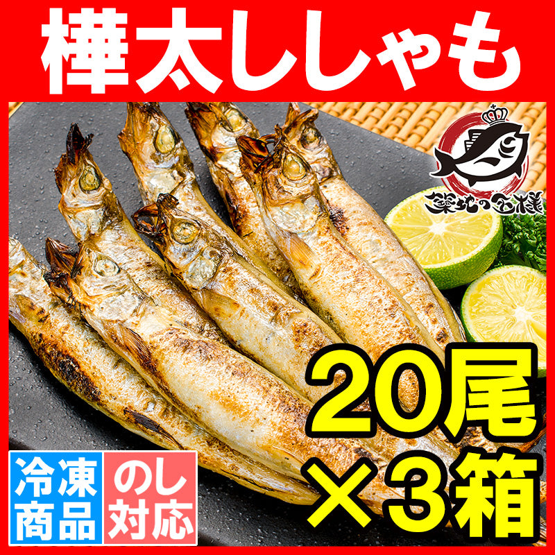 送料無料 子持ちししゃも 子持ちからふとししゃも 大サイズ 1箱20尾 ×3箱 業務用 【ししゃも シシャモ 樺太シシャモ カラフトシシャモ ノルウェー産 子持ちししゃも 柳葉魚 カルシウム 焼魚 食べる小魚 酒の肴 豊洲市場 豊洲市場 ギフト】